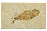 Bargain, Fossil Fish (Knightia) - Wyoming #340787-1